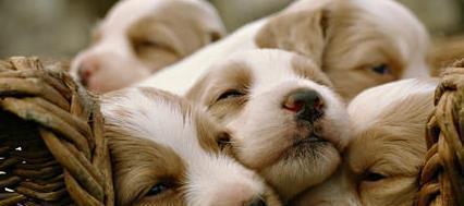 狗奴视频,宠物与主人的情感纽带